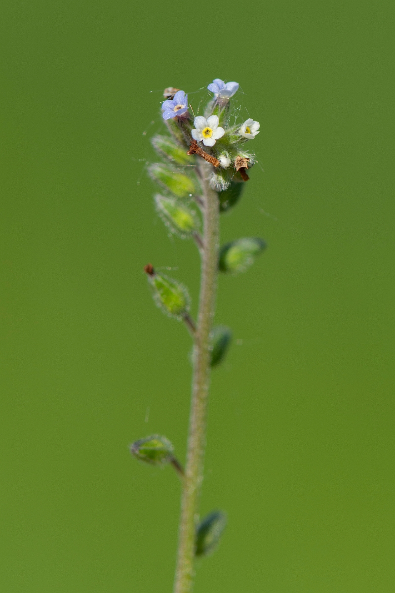 David Plant Photography - Wildlife Photography - Creeping forgetmenot - D.JPG - Creeping forgetmenot - Cambridgeshire