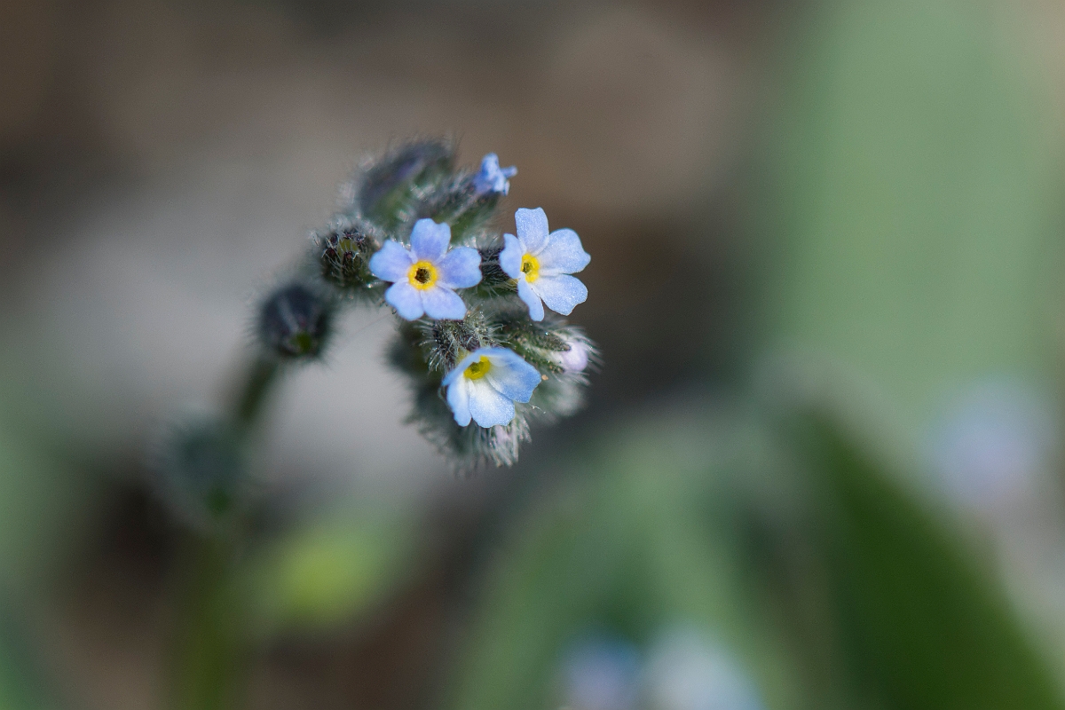 David Plant Photography - Wildlife Photography - Early forgetmenot - B.jpg - Early forgetmenot - Kent