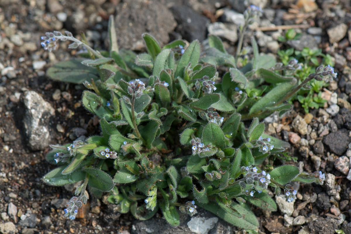 David Plant Photography - Wildlife Photography - Early forgetmenot - C.jpg - Early forgetmenot - Kent