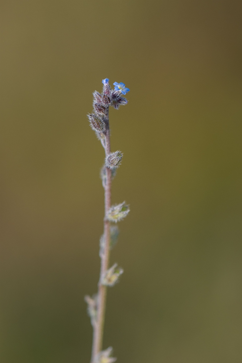 David Plant Photography - Wildlife Photography - Early forgetmenot - G.jpg - Early forgetmenot - Suffolk