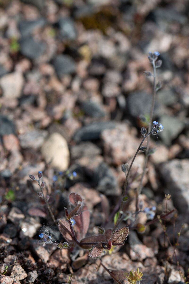 David Plant Photography - Wildlife Photography - Early forgetmenot - K.jpg - Early forgetmenot - Cambridgeshire