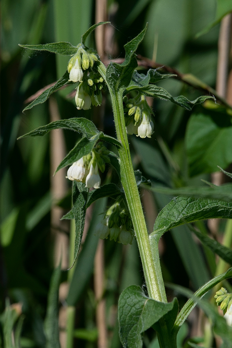 David Plant Photography - Wildlife Photography - Fen comfrey - A.JPG - Fen comfrey - Cambridgeshire