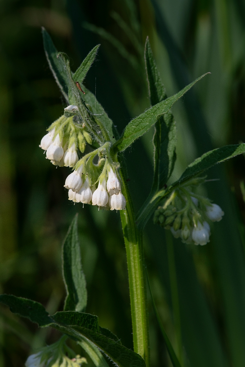 David Plant Photography - Wildlife Photography - Fen comfrey - B.JPG - Fen comfrey - Cambridgeshire