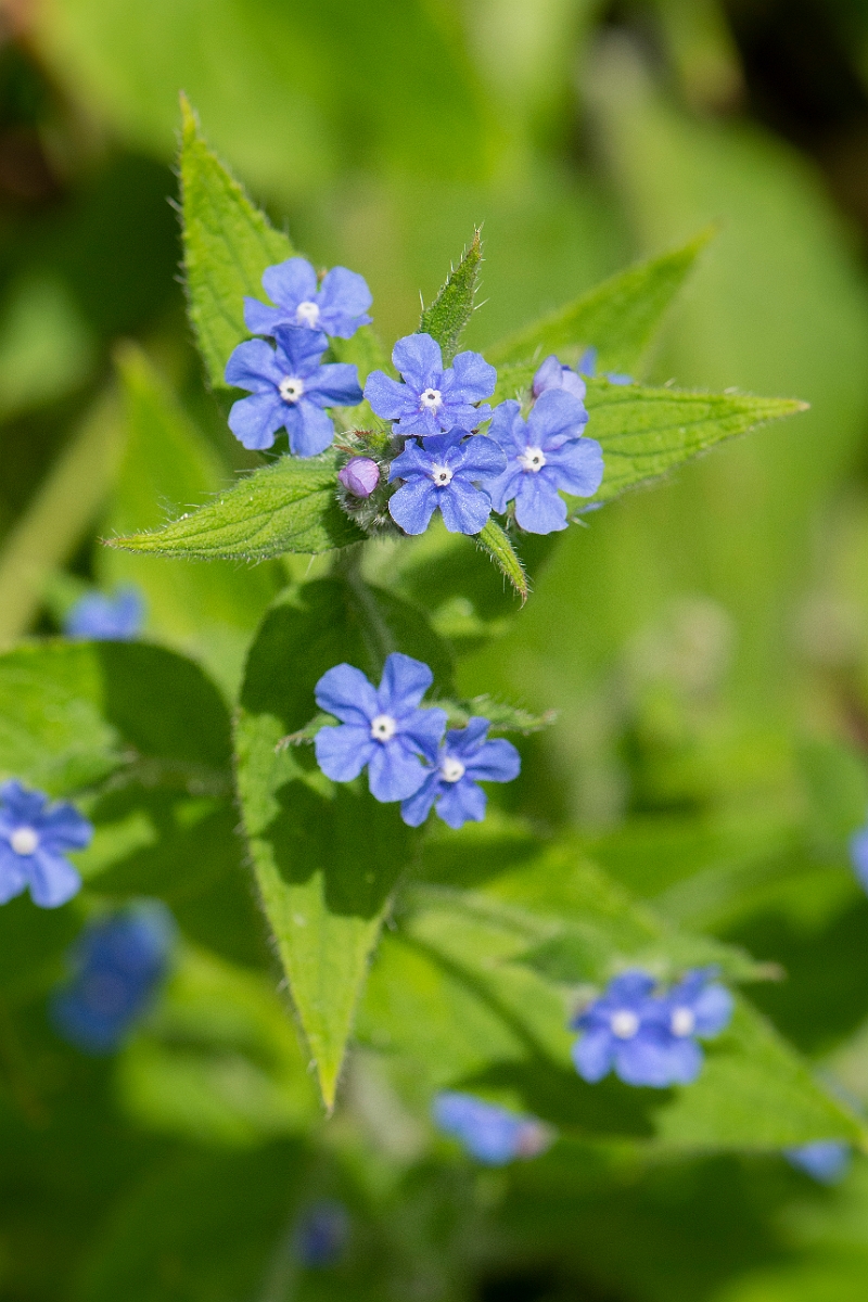 David Plant Photography - Wildlife Photography - Green alkanet - B.JPG - Green alkanet - Cambridgeshire