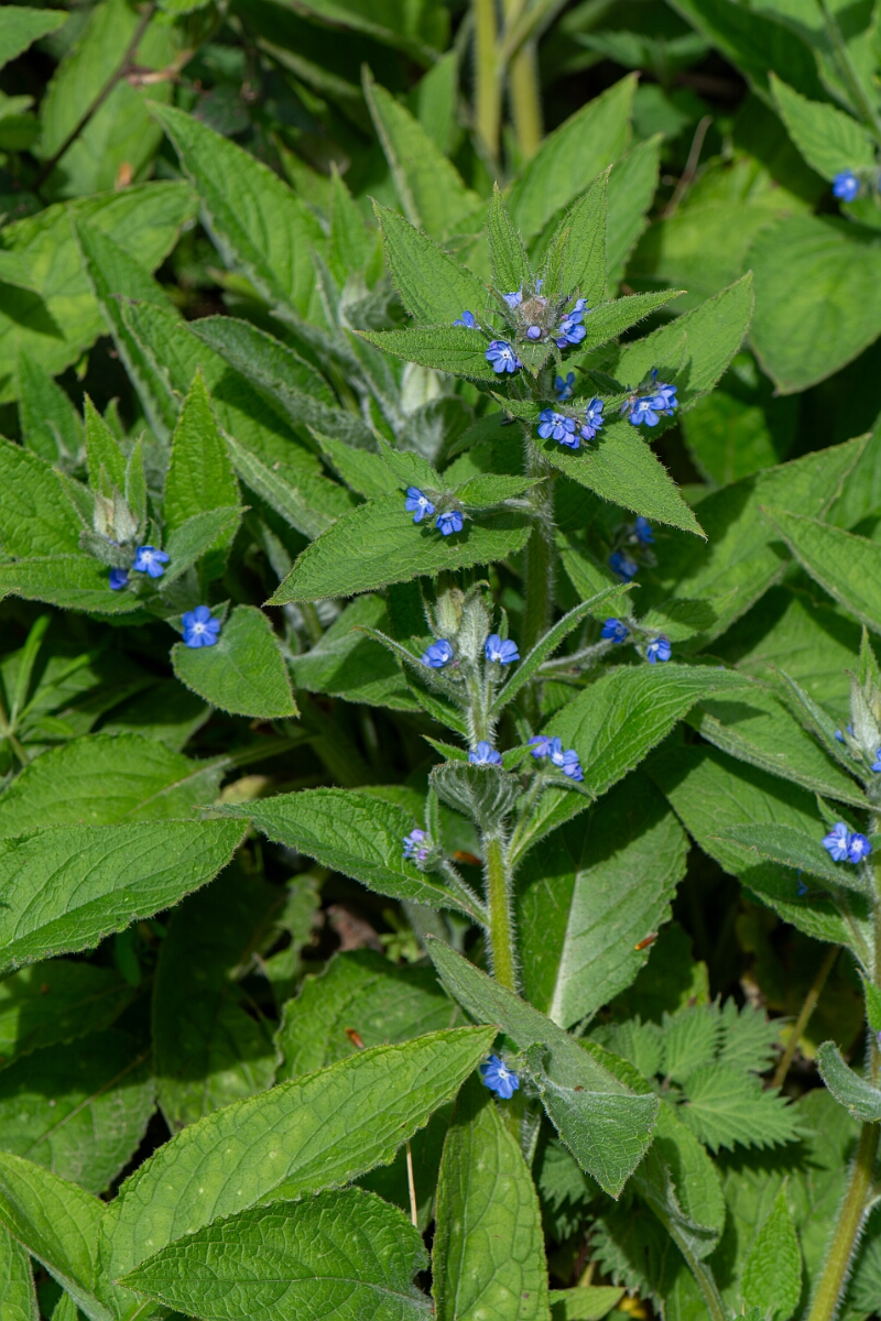 David Plant Photography - Wildlife Photography - Green alkanet - D.jpg - Green alkanet - Gloucestershire