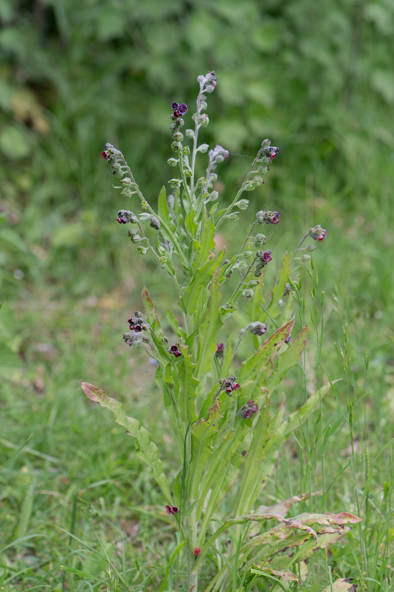 David Plant Photography - Wildlife Photography - Hounds-tongue - D.jpg - Hounds-tongue - Bedfordshire