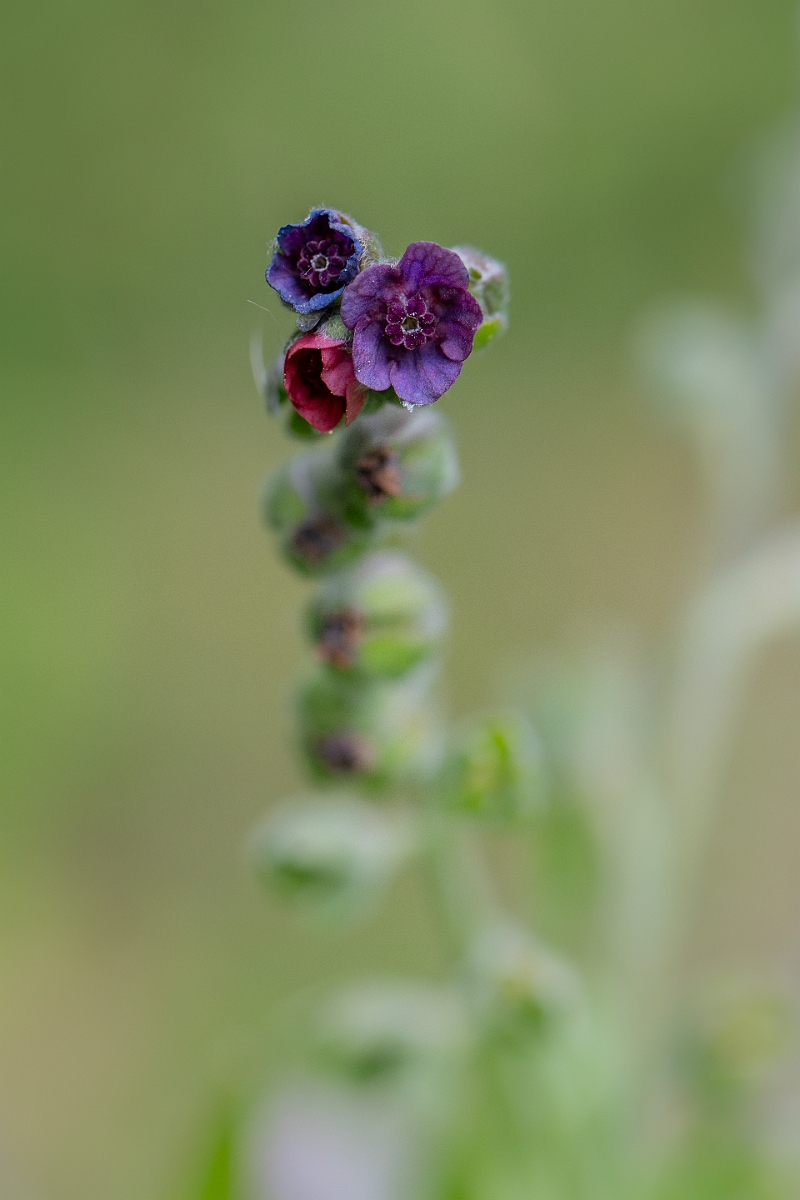 David Plant Photography - Wildlife Photography - Hounds-tongue - E.jpg - Hounds-tongue - Bedfordshire