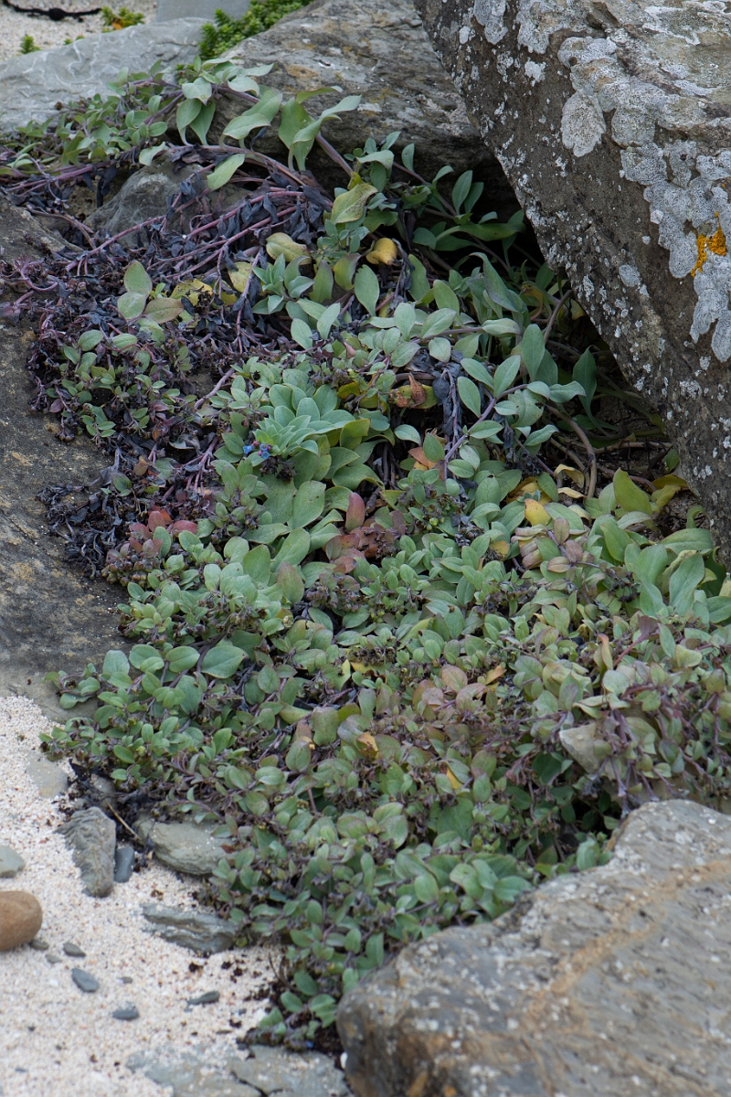 David Plant Photography - Wildlife Photography - Oysterplant - C.JPG - Oysterplant - Caithness