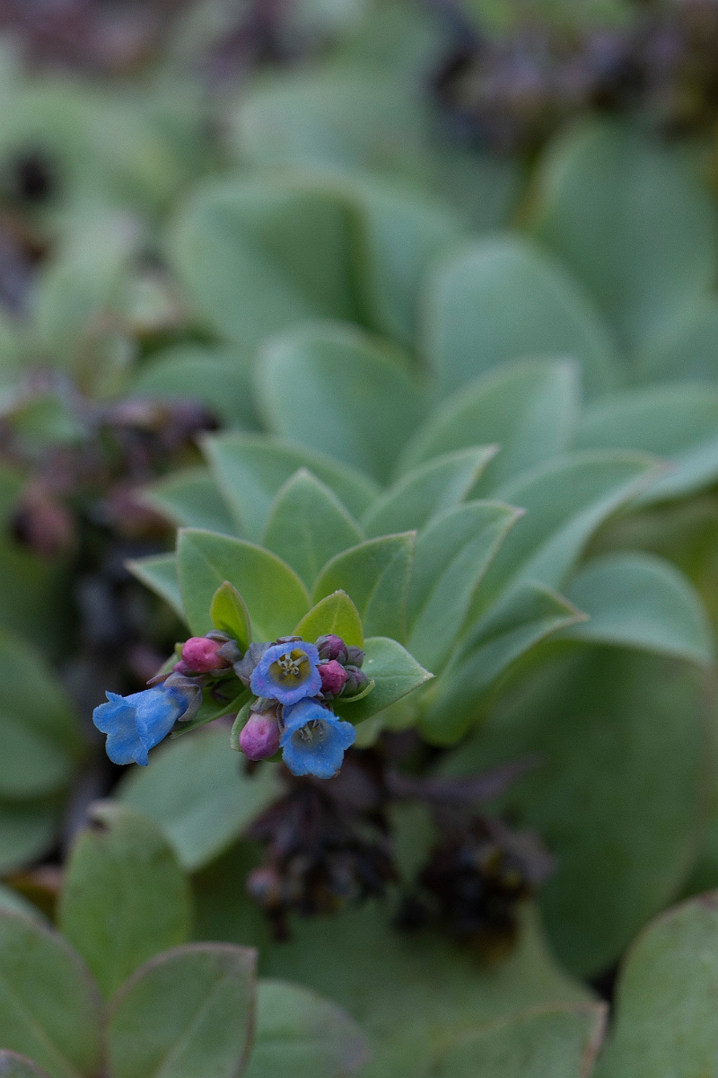 David Plant Photography - Wildlife Photography - Oysterplant - D.JPG - Oysterplant, flower - Caithness