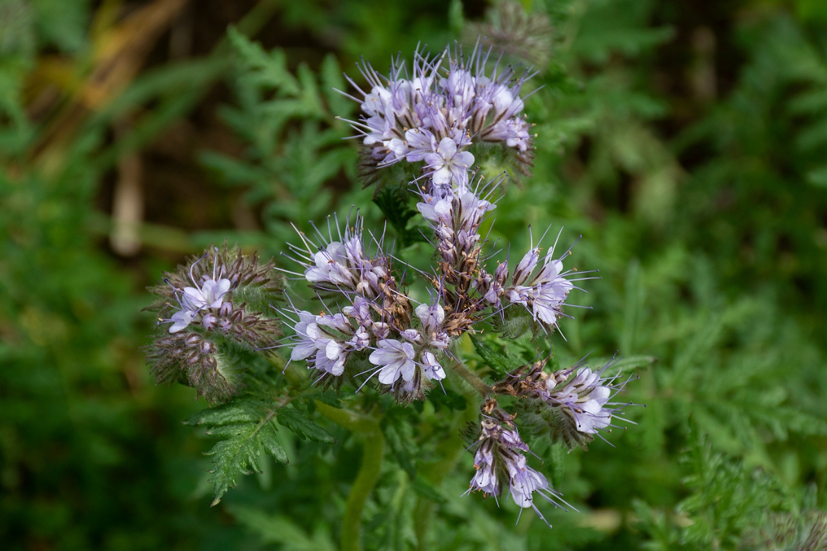 David Plant Photography - Wildlife Photography - Phacelia - A.jpg - Phacelia - Leicestershire