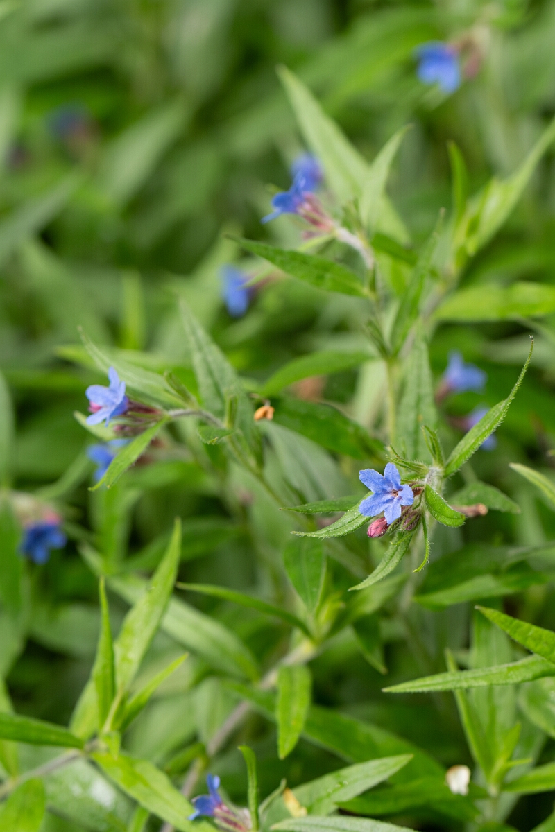 David Plant Photography - Wildlife Photography - Purple gromwell - A.jpg - Purple gromwell, Aegonychon purpurocaeruleum, plant - North Somerset