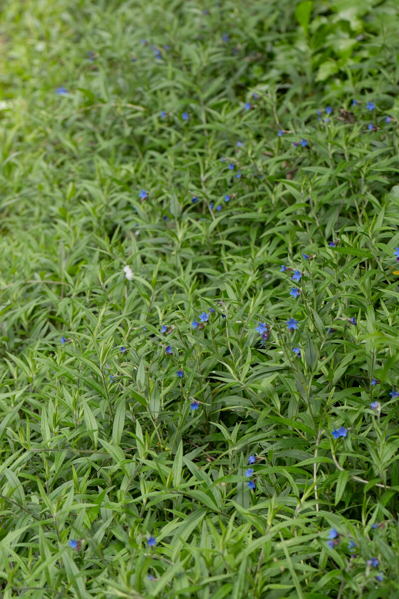 David Plant Photography - Wildlife Photography - Purple gromwell - D.jpg - Purple gromwell, Aegonychon purpurocaeruleum, plants - North Somerset