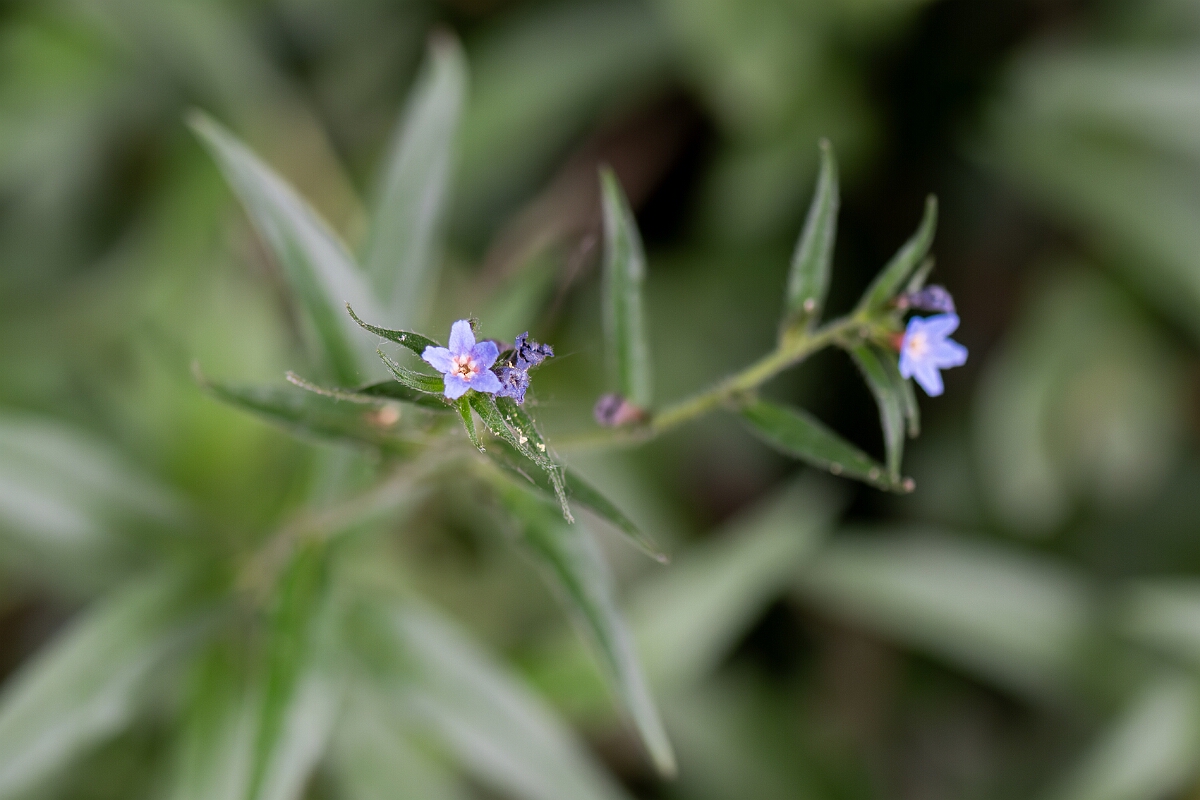 David Plant Photography - Wildlife Photography - Purple gromwell - F.jpg - Purple gromwell, flowers - Somerset