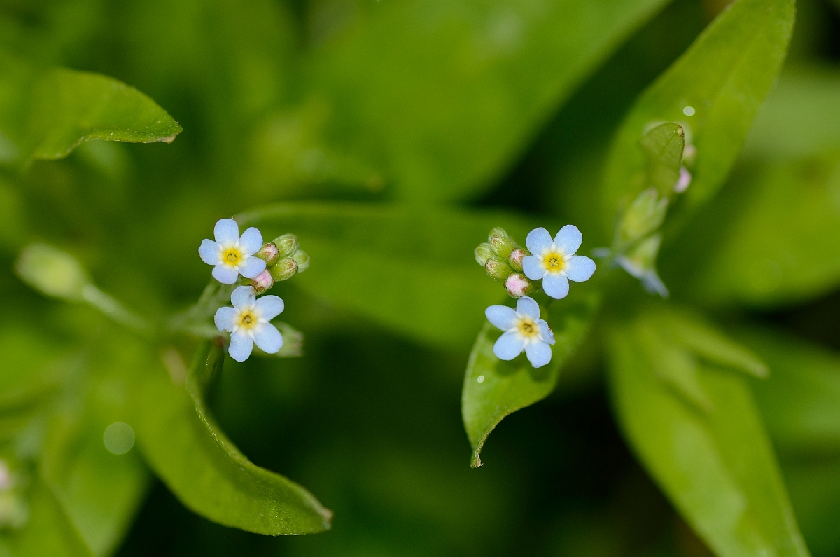 David Plant Photography - Wildlife Photography - Tufted forgetmenot - A.jpg - Tufted forgetmenot flowers - Solihull