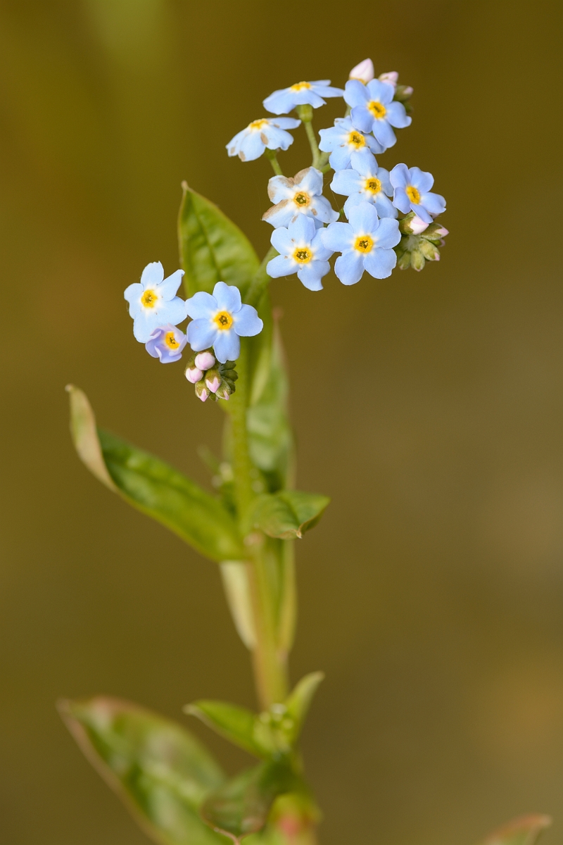 David Plant Photography - Wildlife Photography - Water forgetmenot - C.jpg - Water forgetmenot - Cambridgeshire