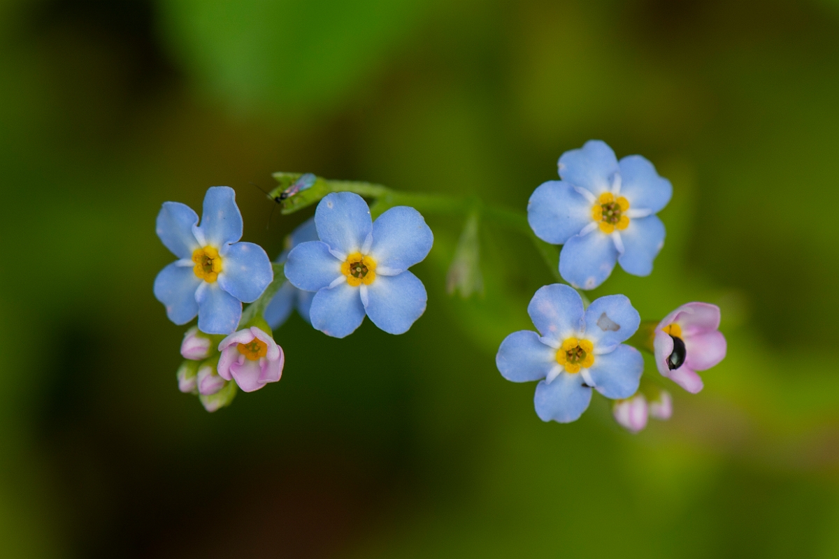 David Plant Photography - Wildlife Photography - Water forgetmenot - D.jpg - Water forgetmenot - Cotswolds