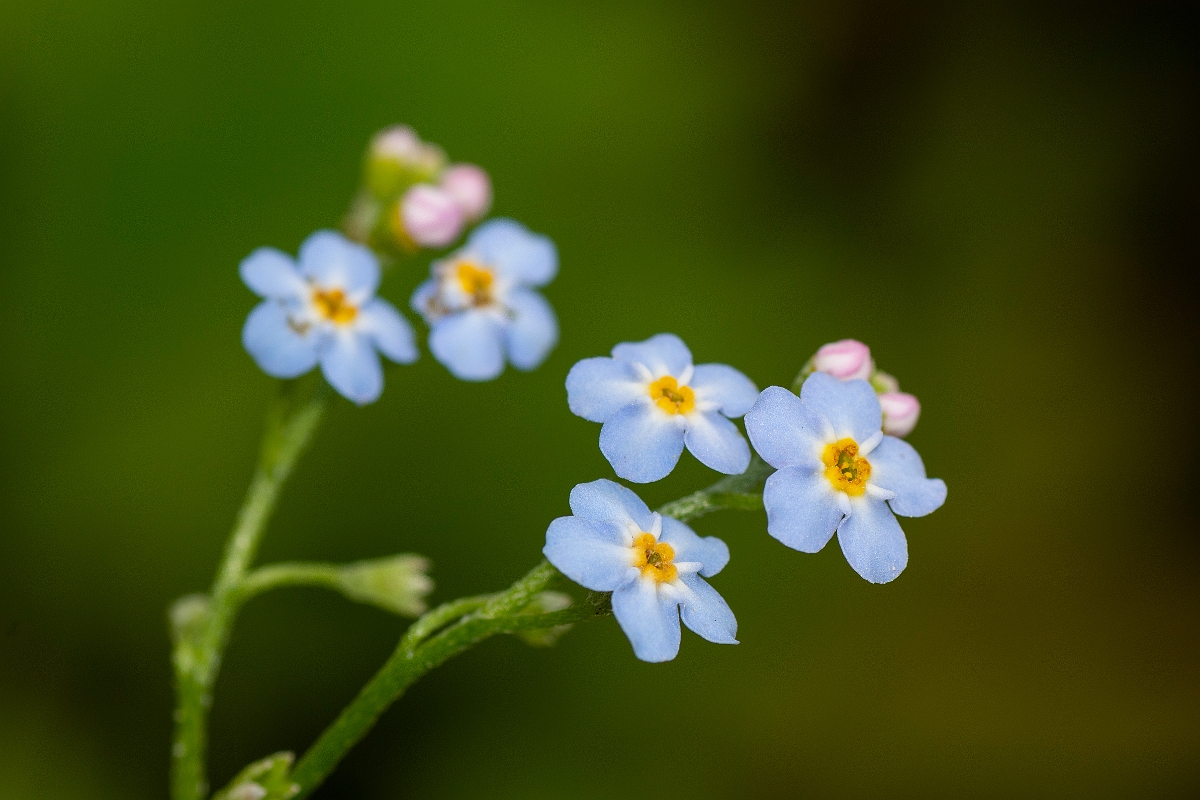 David Plant Photography - Wildlife Photography - Water forgetmenot - E.jpg - Water forgetmenot - Cotswolds