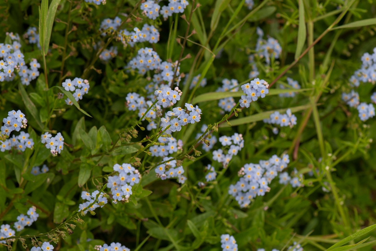 David Plant Photography - Wildlife Photography - Water forgetmenot - H.JPG - Water forgetmenot - Caithness
