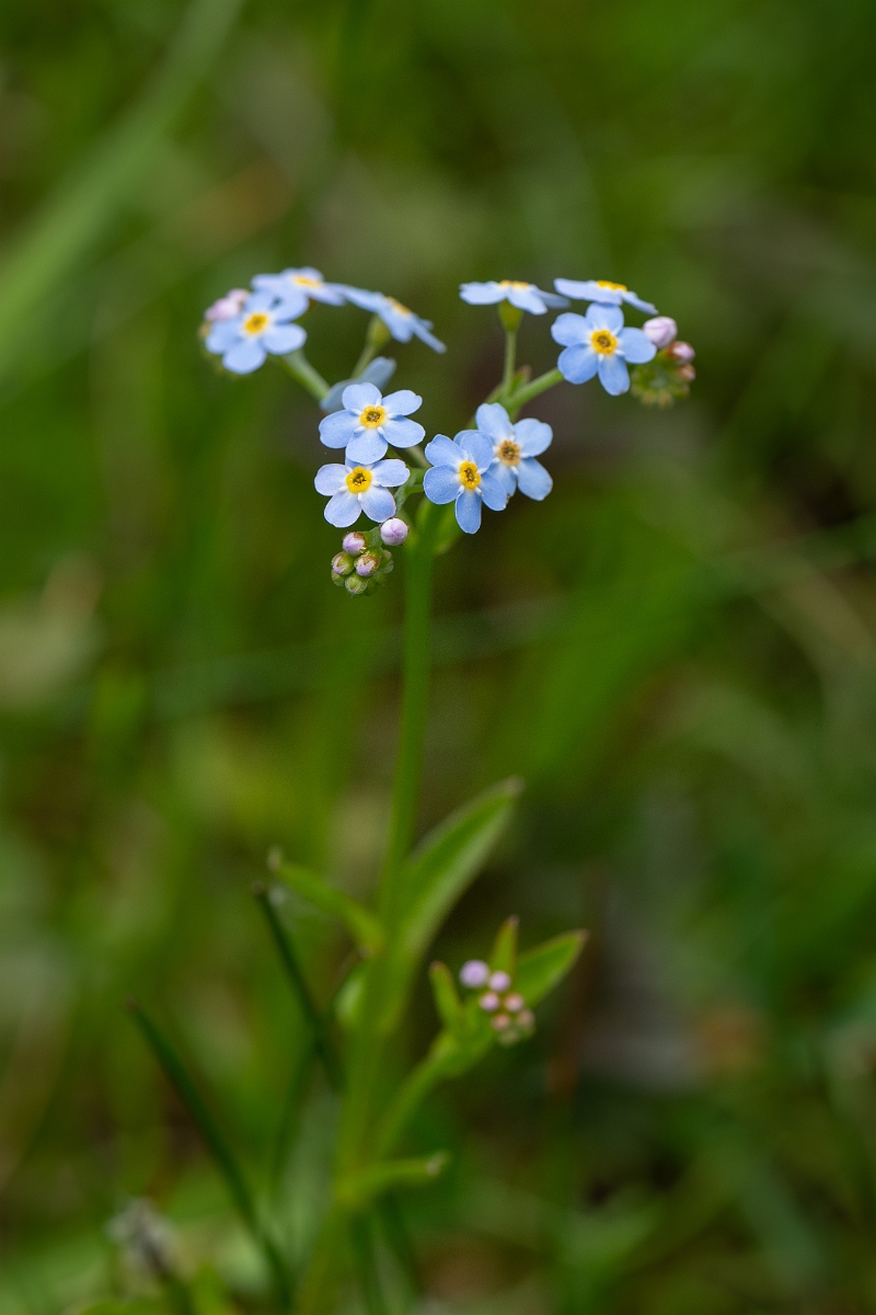 David Plant Photography - Wildlife Photography - Water forgetmenot - K.jpg - Water forgetmenot - Norfolk
