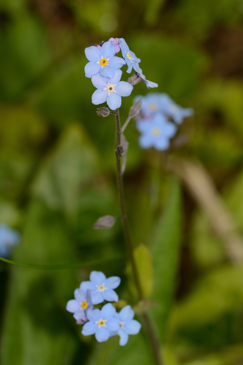David Plant Photography - Wildlife Photography - Wood forgetmenot - A.jpg - Wood forgetmenot - Bedfordshire