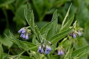David Plant Photography - Wildlife Photography - Common comfrey - J