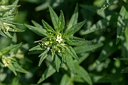 David Plant Photography - Wildlife Photography - Common gromwell - E