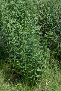 David Plant Photography - Wildlife Photography - Common gromwell - F