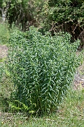 David Plant Photography - Wildlife Photography - Common gromwell - G