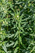 David Plant Photography - Wildlife Photography - Common gromwell - H
