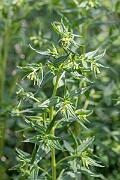David Plant Photography - Wildlife Photography - Common gromwell - J