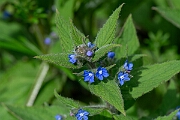 David Plant Photography - Wildlife Photography - Green alkanet - C