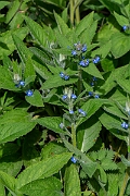 David Plant Photography - Wildlife Photography - Green alkanet - D