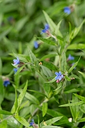 David Plant Photography - Wildlife Photography - Purple gromwell - A