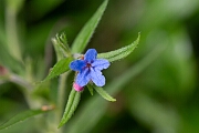 David Plant Photography - Wildlife Photography - Purple gromwell - B