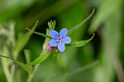 David Plant Photography - Wildlife Photography - Purple gromwell - C