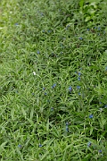 David Plant Photography - Wildlife Photography - Purple gromwell - D