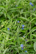 David Plant Photography - Wildlife Photography - Purple gromwell - E