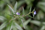 David Plant Photography - Wildlife Photography - Purple gromwell - F