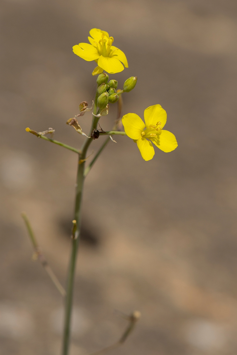 David Plant Photography - Wildlife Photography - Annual wall rocket - B.jpg - Annual wall rocket - Kent