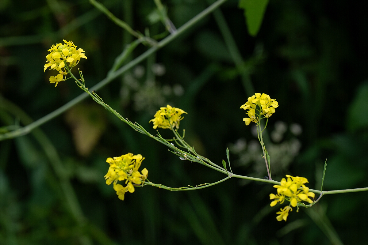 David Plant Photography - Wildlife Photography - Black mustard - C.jpg - Black mustard - Cornwall