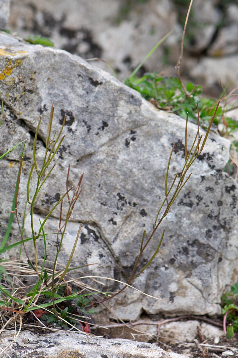 David Plant Photography - Wildlife Photography - Bristol rockcress - A.jpg - Bristol rockcress, seed pods - Avon
