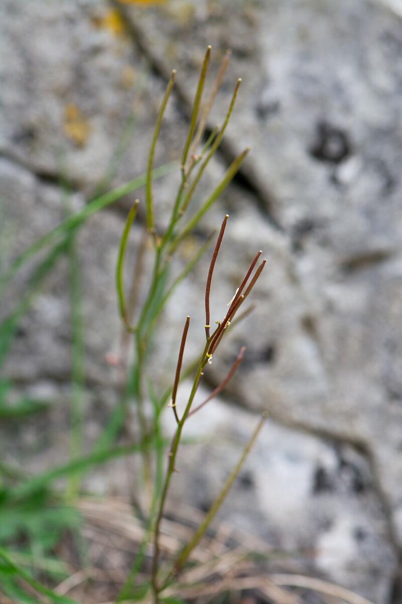 David Plant Photography - Wildlife Photography - Bristol rockcress - B.jpg - Bristol rockcress, seed pods - Avon