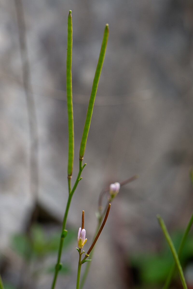 David Plant Photography - Wildlife Photography - Bristol rockcress - D.jpg - Bristol rockcress, seeds - Avon