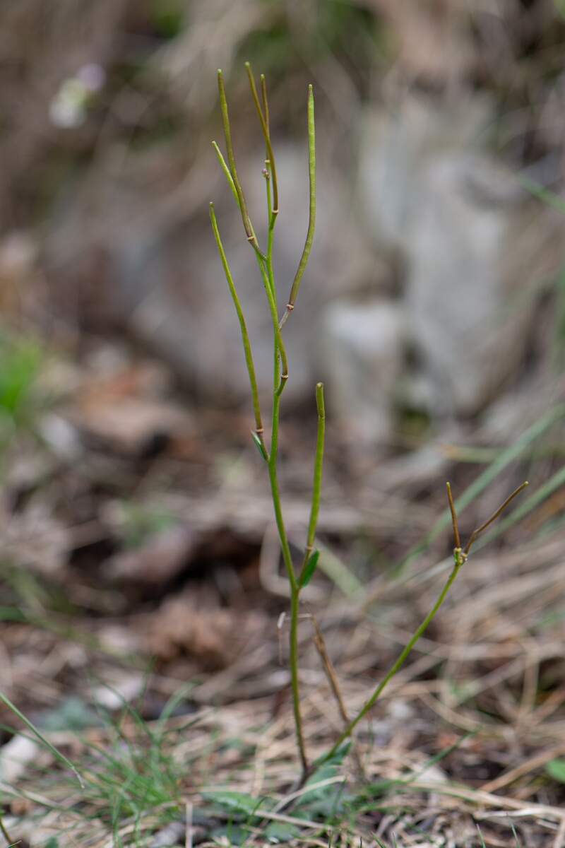 David Plant Photography - Wildlife Photography - Bristol rockcress - F.jpg - Bristol rockcress, seeds - Avon