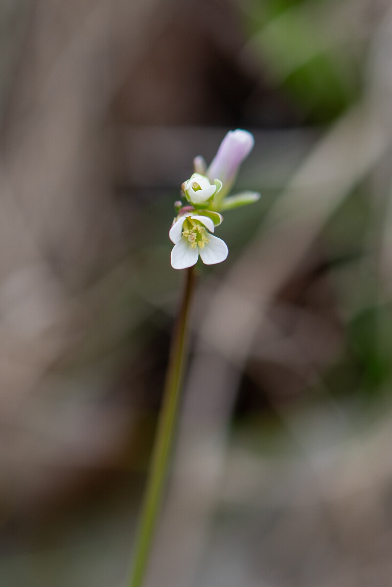 David Plant Photography - Wildlife Photography - Bristol rockcress - G.jpg - Bristol rockcress, flowers - Avon