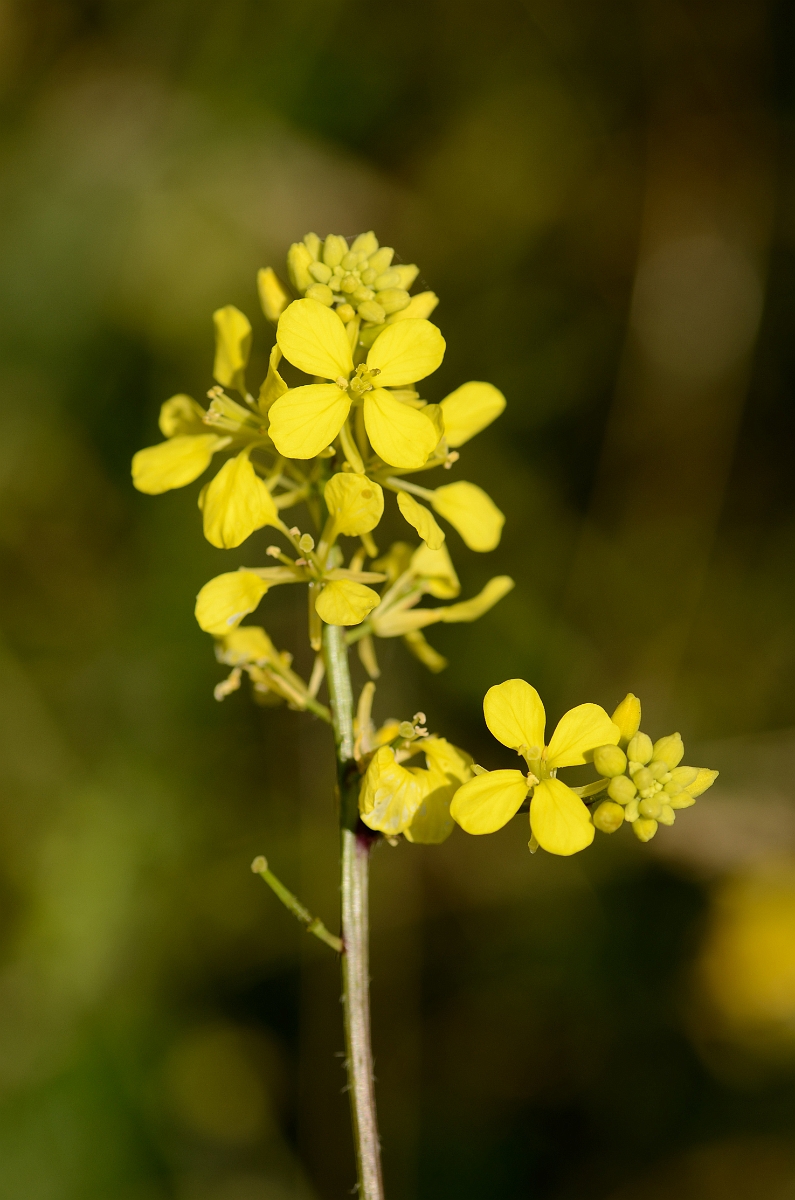 David Plant Photography - Wildlife Photography - Charlock - A.jpg - Charlock flowers - Cotswolds