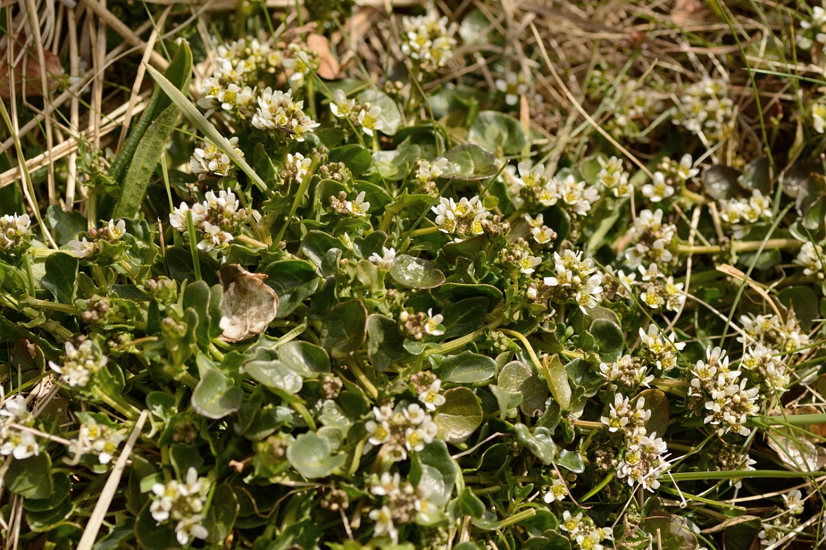 David Plant Photography - Wildlife Photography - Common scurvy-grass - A.jpg - Common scurvy-grass - County Durham