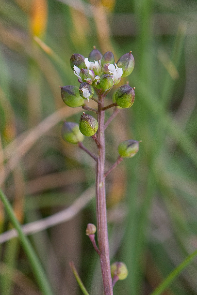 David Plant Photography - Wildlife Photography - Common scurvy-grass - B.JPG - Common scurvy-grass - Suffolk