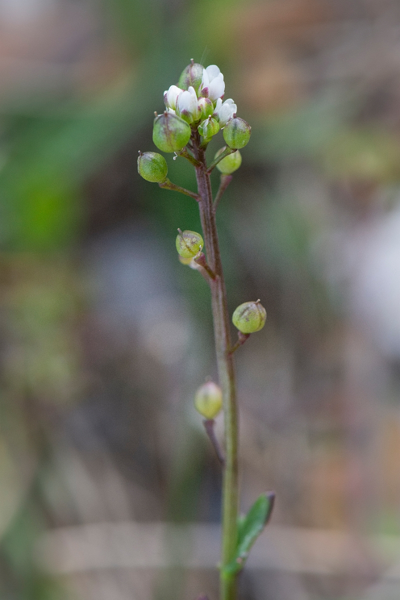 David Plant Photography - Wildlife Photography - Common scurvy-grass - C.JPG - Common scurvy-grass - Suffolk