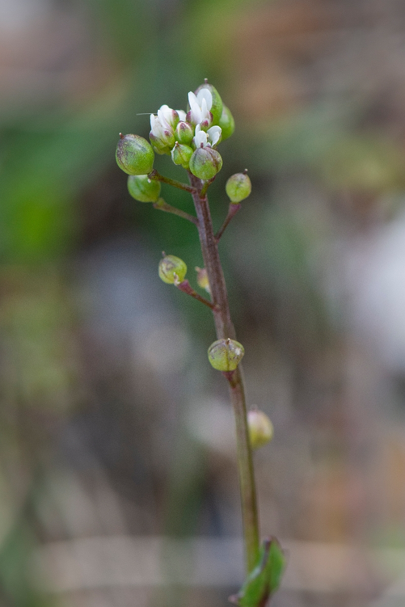David Plant Photography - Wildlife Photography - Common scurvy-grass - D.JPG - Common scurvy-grass - Suffolk